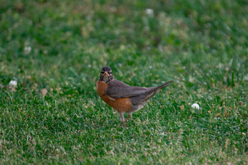 Robin in the Grass