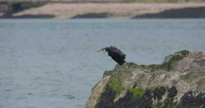 Cormorant black shiny sea bird drying wings in the sea breeze