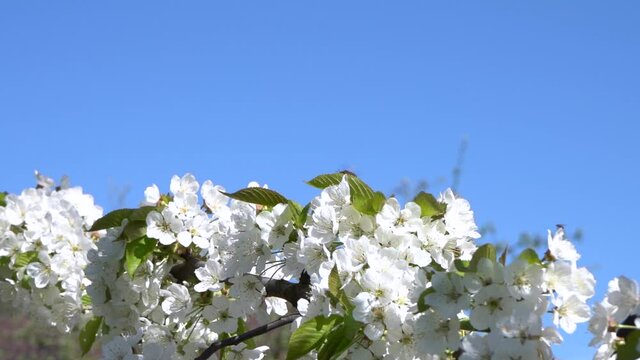 Bee collects pollen from white cherry blossoms