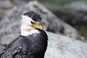 Australische Zwergscharbe oder Kräuselscharbe / Little pied cormorant or Little shag / Microcarbo...