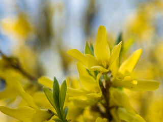 Close-up of yellow forsythia blooming flowers in spring. Forsythia is bushy. Forsythia curb, ornamental deciduous shrub of garden origin. Blooming forsythia in the park..Blue sky in the background