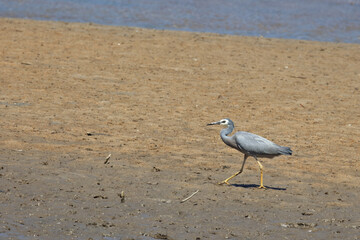 Weißwangenreiher / White-faced or white-fronted heron / Egretta novaehollandiae