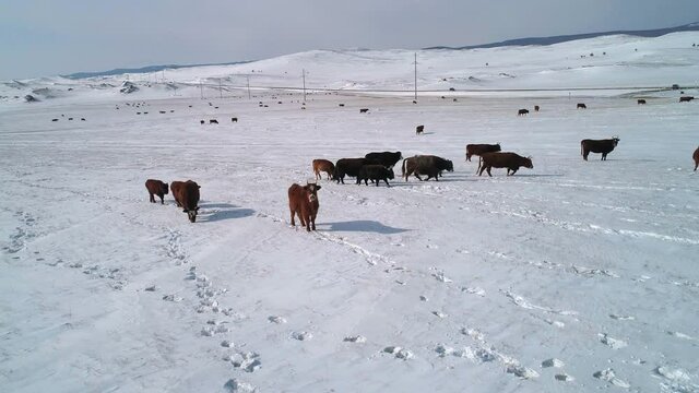 Aerial view on many cows grazing on a snow covered field. Beautiful winter landscape.