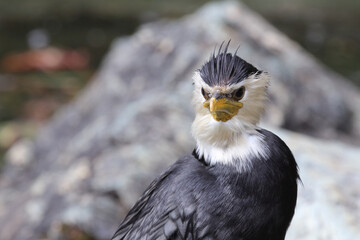 Australische Zwergscharbe oder Kräuselscharbe / Little pied cormorant or Little shag / Microcarbo...