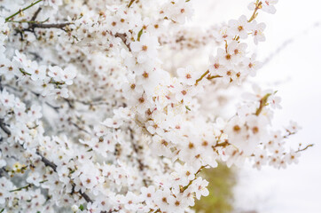 Flowering small white flowers on the branches, sakura, cherry, plum