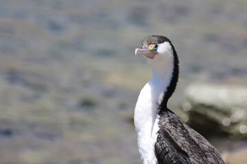 Elsterscharbe / Australian pied cormorant / Phalacrocorax varius