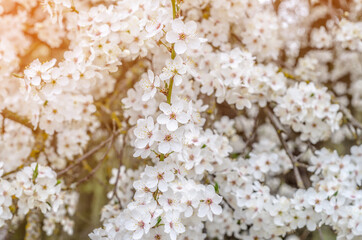 White cherry blossom flowers. Flowering spring trees.