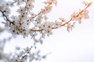 White cherry blossom flowers. Flowering spring trees.