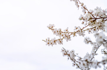 White cherry blossom flowers. Flowering spring trees.