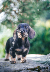 Dachshund puppy outside playing. Autumn photography. puppies in kennel.