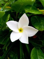 Fototapeta na wymiar white frangipani flower