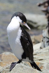 Fototapeta na wymiar Elsterscharbe / Australian pied cormorant / Phalacrocorax varius