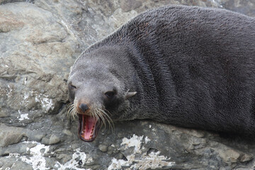 Neuseeländischer Seebär / New Zealand fur seal / Arctocephalus forsteri