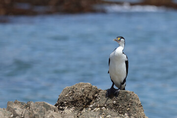 Elsterscharbe / Australian pied cormorant / Phalacrocorax varius