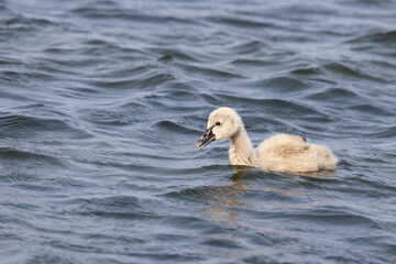 Schwarzer Schwan oder Trauerschwan / Black Swan / Cygnus atratus.