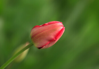 Red tulips in spring garden