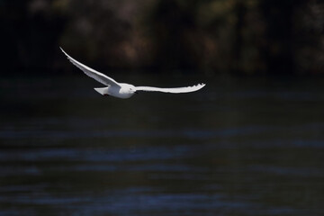 Maorimöwe / Black-billed gull / Chroicocephalus bulleri.