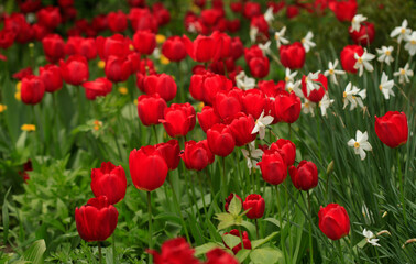 Red tulips in spring garden