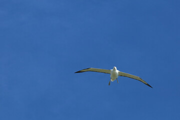 Nördlicher Königsalbatros / Northern royal albatross / Diomedea epomophora sanfordi..
