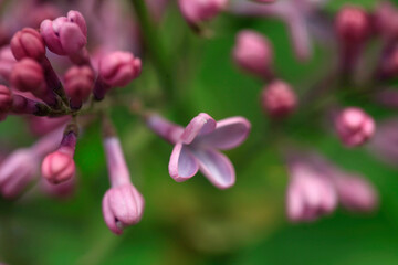 Purple flowers of spring lilac