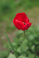 Red tulips in spring garden