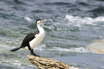 Elsterscharbe / Australian pied cormorant / Phalacrocorax varius