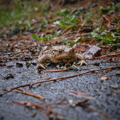 A frog on an asphalt road during a rainy day, High Tatras, Slovakia