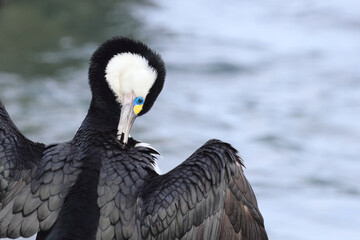 Elsterscharbe / Australian pied cormorant / Phalacrocorax varius