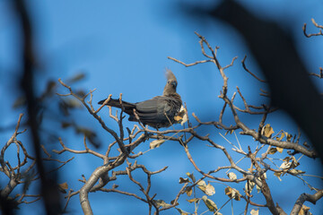 Lourie or Go-Away Bird