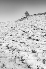 Larch on top of a snow-covered hill