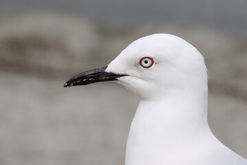 Maorimöwe / Black-billed gull / Chroicocephalus bulleri