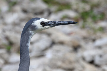 Weißwangenreiher / White-faced or white-fronted heron / Egretta novaehollandiae