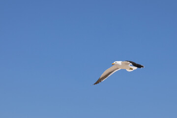 Dominikanermöwe / Southern black-backed gull / Larus dominicanus.