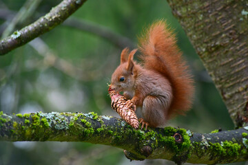Ein Eichhörnchen , Sciurus vulgaris, sitzt auf einem Kirschbaum, um einen Tannenzapfen abzunagen