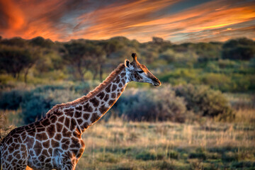 Giraffe in the bush © poco_bw