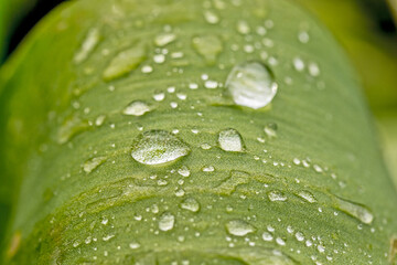 plusieurs gouttes d'eau sur une feuille