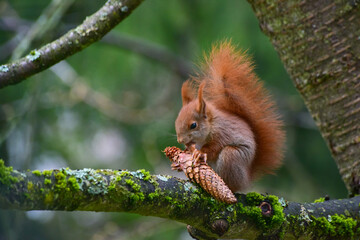 Ein Eichhörnchen, Sciurus vulgaris, sitzt auf einem Kirschbaum, um einen Tannenzapfen abzunagen - obrazy, fototapety, plakaty
