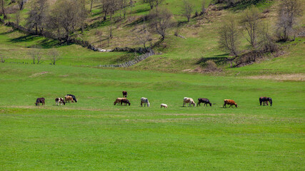 Grazing cows on a mountain green pasture