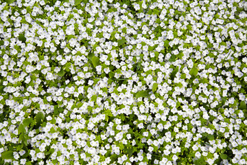Obraz na płótnie Canvas The background is rich with small beautiful white flowers on a background of young green grass in spring or summer on a clear sunny day. Flora of the plant ecology.