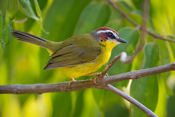 Basileuterus rufifrons / Rufous-capped Warbler. Beautiful small bird moving among the branches of a tree in the mountains of Antioquia, Colombia.