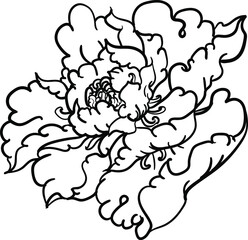 Hand drawn Peony flower Chinese style vector art.Chinese tattoo design pink Peony flower.