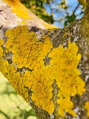 yellow lichen on tree