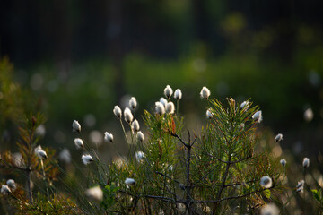 A beautiful forest scenery with blooming cottongrass. White, fluffy wildflower heads in the wetlands. Summer in Northern Europe.