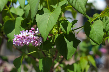 Fresh Lilac flower in bloom. summertime and springtime background