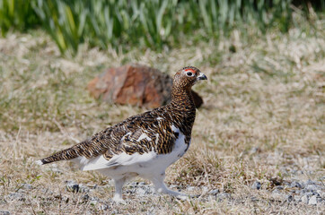 Willow ptarmigan