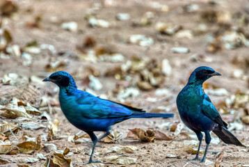 cape glossy starling