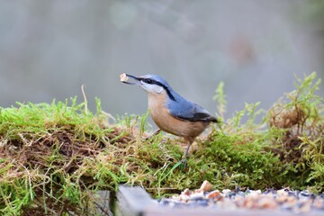 Eurasian Nuthatch bird close up has sunflower in its beak