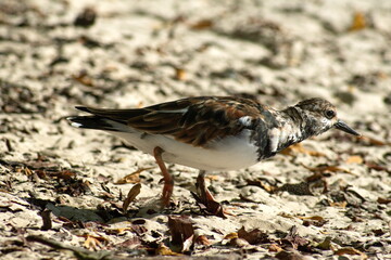 Ruddy turnstone (Arenaria interpres) foraging on the beach at Tortuga Bay, Santa Cruz Island,...