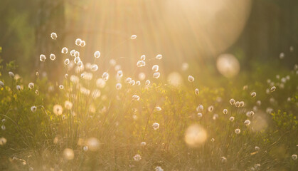 A beautiful landscape of a wet forest full with white blooming cottongrass flowers. Fluffy cottongrass heads in the wetlands in Northern Europe.