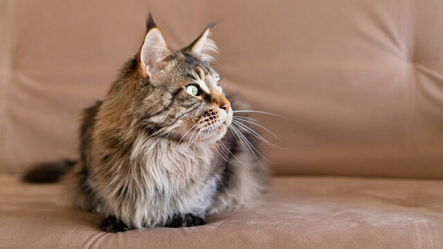 horizontal portrait of beautiful big adult Cat maincoon sitting on the beige couch photo with copy space